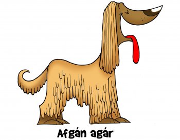 Afgán agár kutya