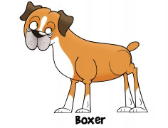 Boxer kutya